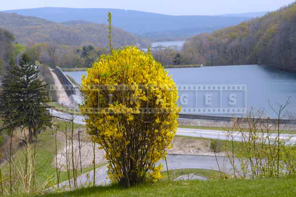 horseshoe curve spring landscapes with bright yellow forsythia, pennsylvania attractions