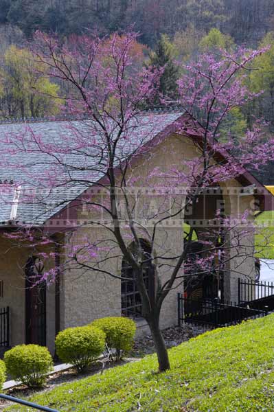 Purple flowering tree above visitors center, attractions off the beaten path