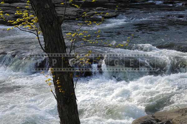 First leaves on the tree above Youghiogheny River, spring images