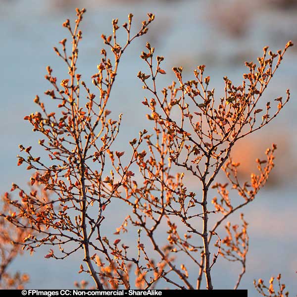 Macro detail of desert plant at sunrise, free nature pictures