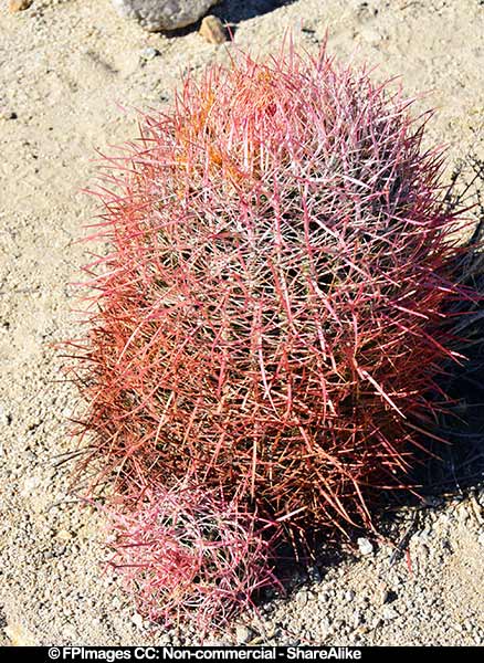 mojave desert plants barrel cactus