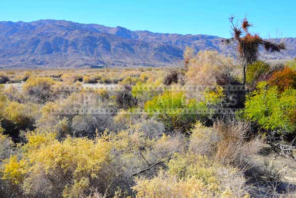 oasis of mara joshua tree national park scenic landscape pictures