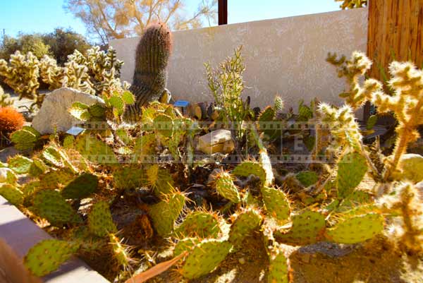 Desert plants garden at visitors center, Oasis of Mara