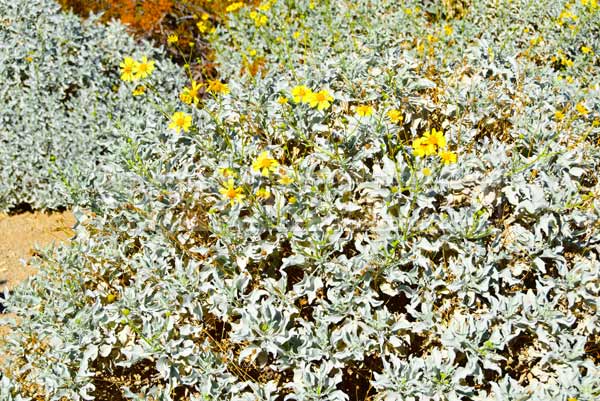 oasis of mara Brtillebush - Mojave desert plants (Encelia farinosa)