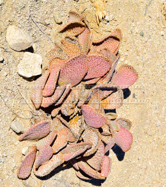 beavertail cactus at the oasis, nature pictures