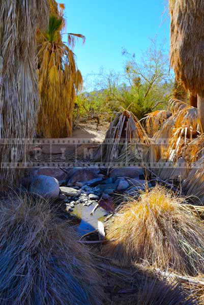 Water well surrounded by palms, travel images