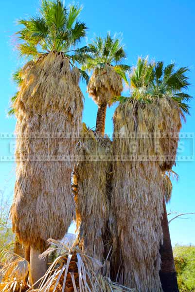 California Fan Palms (Washingtonia filifera), nature pictures