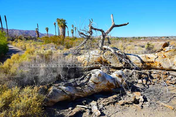 Dry fallen trees near the walkway at Oasis of Mara, landscape photography