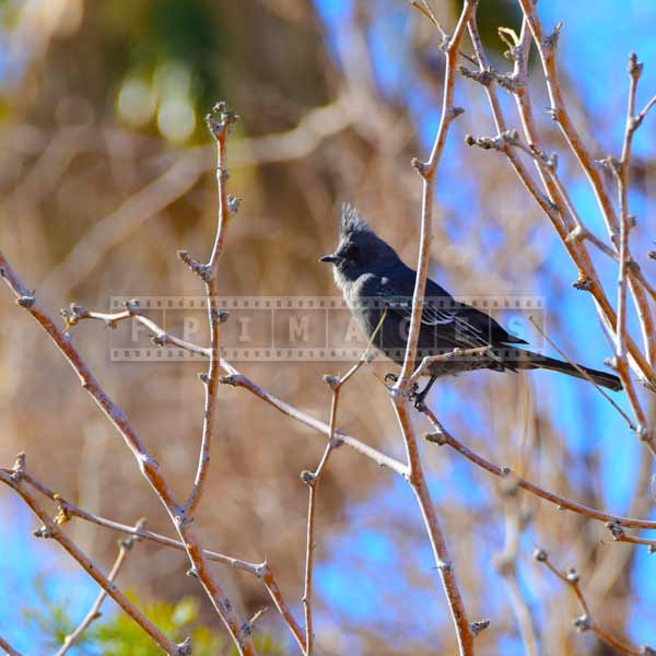 phainopepla - tropical bird, nature pictures