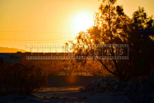 Tamarisk tree silhouette at sunrise in the desert. travel images