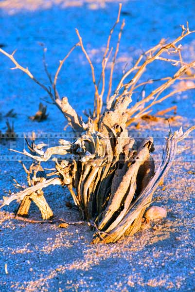 Vibrant colors and desert plant texture, nature pictures