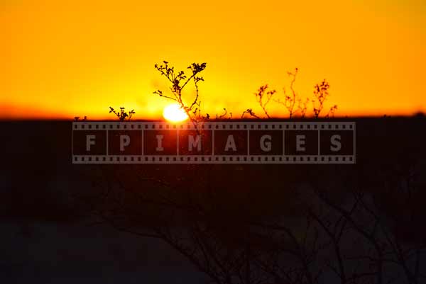 amazing desert plants in early morning light