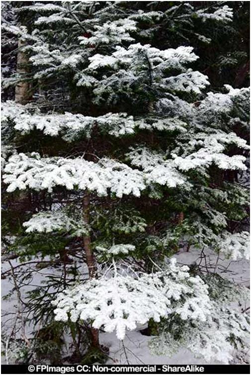 Snow covered tree on a hiking trail