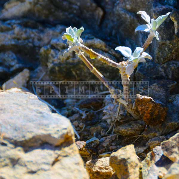 Delicate desert plants grow in a tough conditions, nature pictures