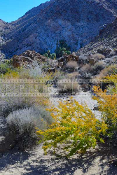 49 palms oasis hiking trail pictures green desert plants