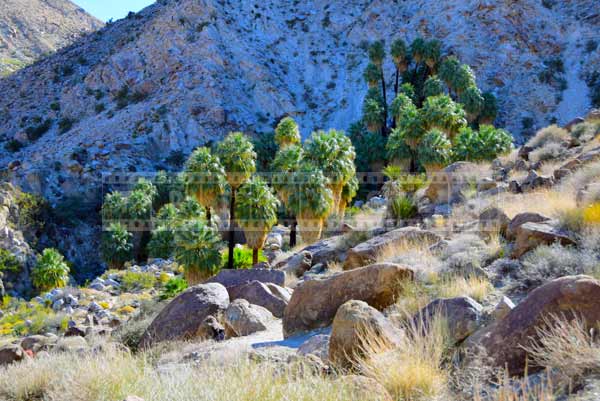 Native California Palms - Fan Palms, nature pictures