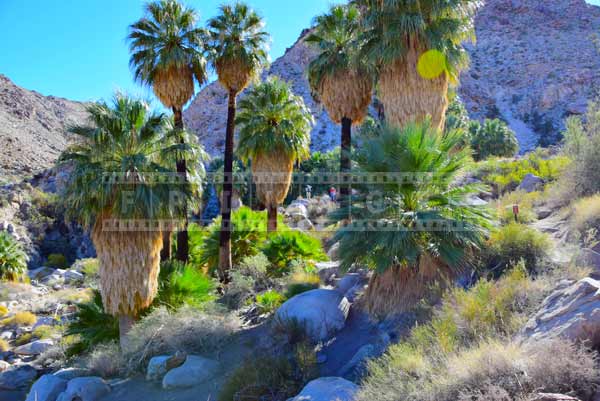 Striking green vegetation at the oasis