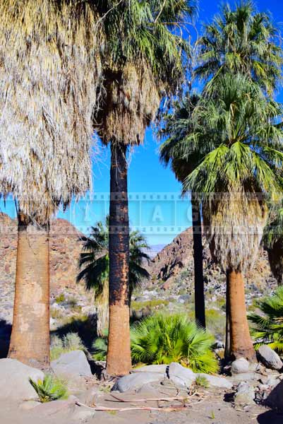 Adult fan palms can survive the fire, nature pictures