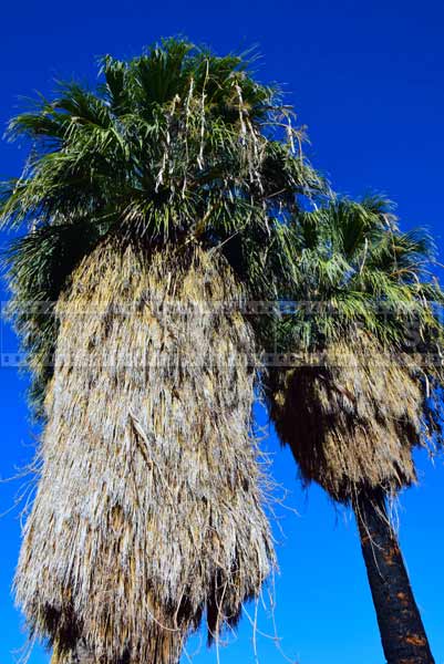 Fan palms with burnt trunk from fire