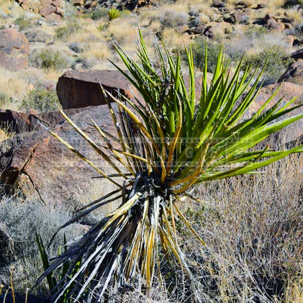 Desert plants - yucca, Joshua Tree National Park