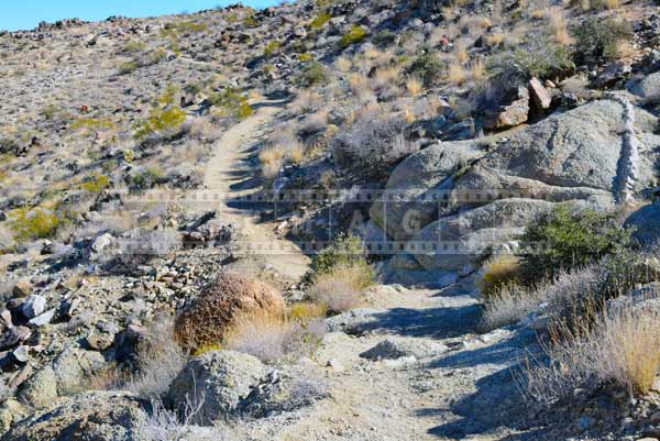 49 palms oasis hiking trail pictures