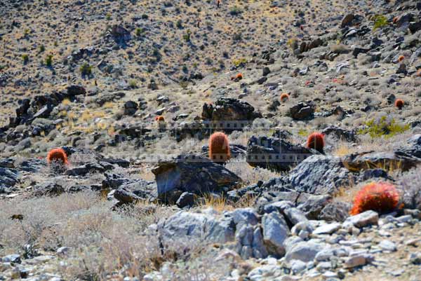 desert plants pictures - red barrel cactus