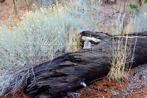 Forest detail picture of a fallen tree and flowers