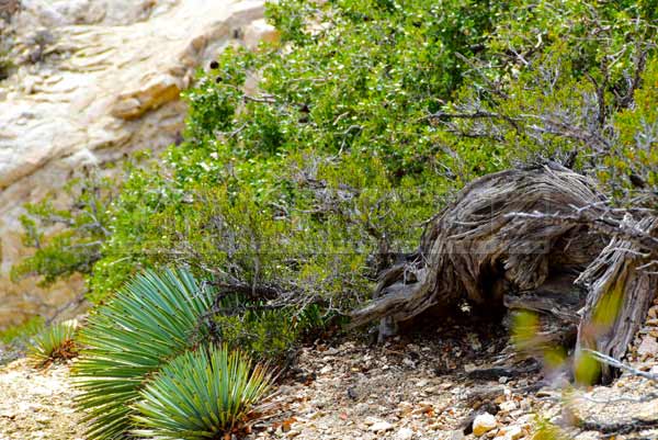 Mountain detail - dry tree trunk and new green growth