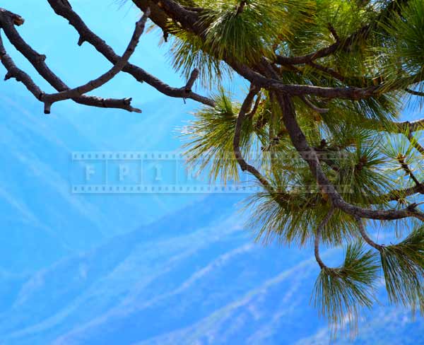 Pine tree branch on a blue background