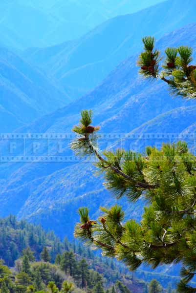 Green pine and blue mountains background complement each other