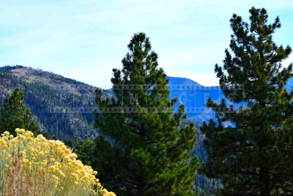 Yellow grass and green pines, angeles national forest