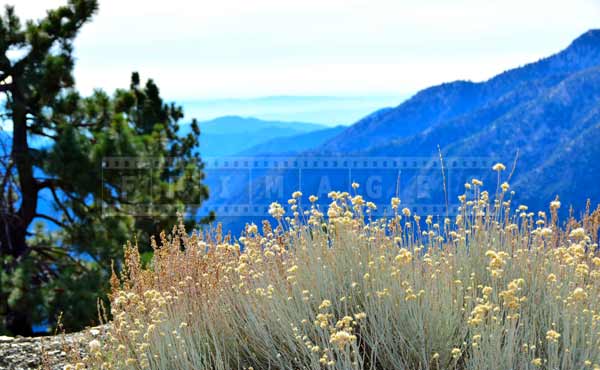 Dry grass flowers contrasting with the mountains