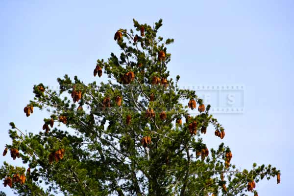 Pine cones on a large pine tree