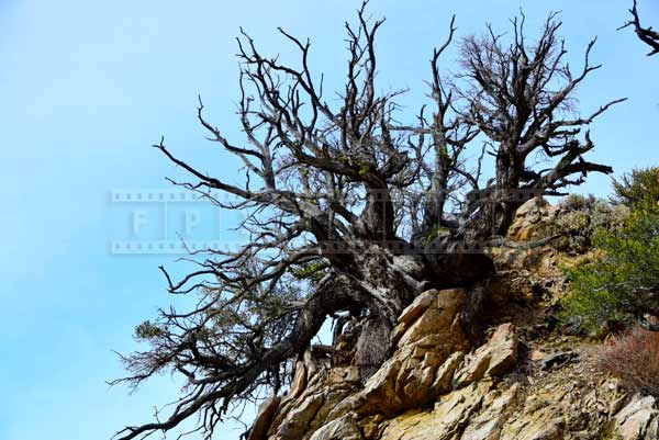 Dead tree at the edge of the mountain