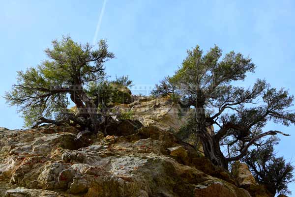 Two small trees growing in tough mountain terrain