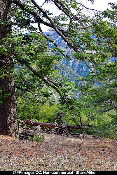 Large tree in the Angeles National Forest