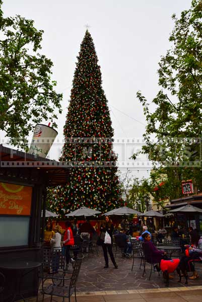 Large Christmas tree at the Grove