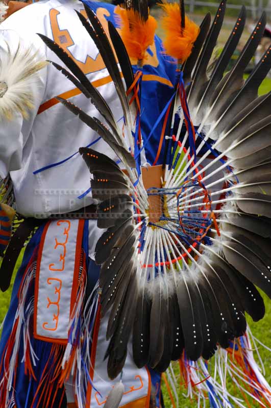 bustle with sacred eagle feathers on the back of fancy dancer