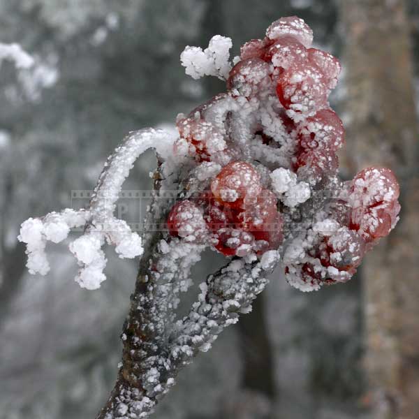 rowan tree red berries ice covered