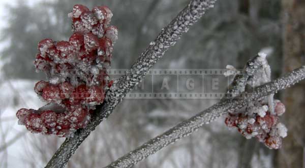 Desktop backgrounds ideas - red berries after ice storm