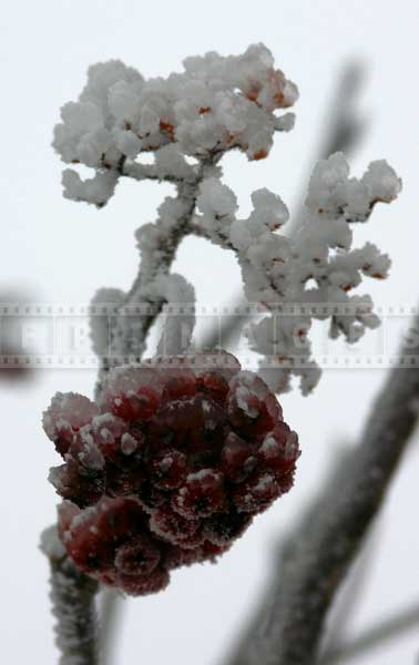 red-winter-berries-ice-storm (3)