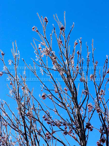 red-winter-berries-ice-storm (4)