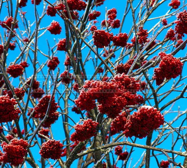 red-winter-berries-ice-storm (5)