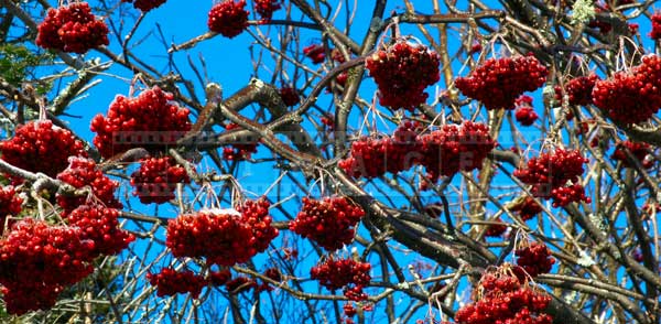 Bunches of red berries after ice storm