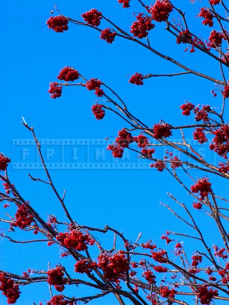 red-winter-berries-ice-storm (7)
