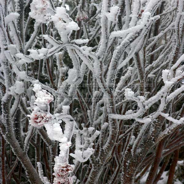 Mountain ash frosted branches - amazing desktop background 