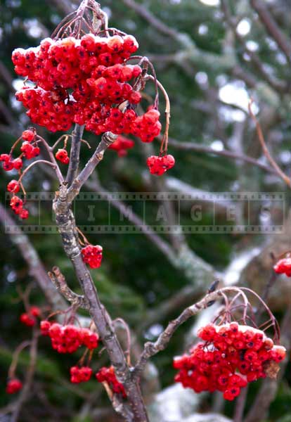 red winter berries after ice storm