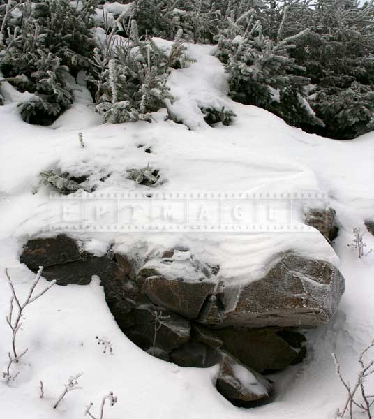 Snow covered rocks and forest near Mont Sainte Anne