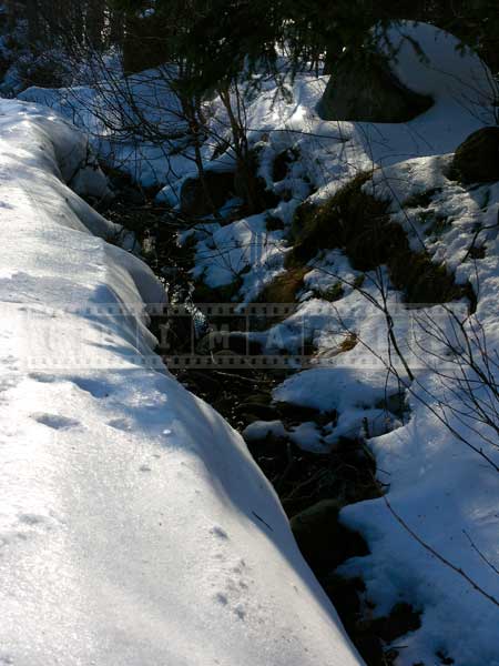 winter forest pictures stream flowing amid snow banks