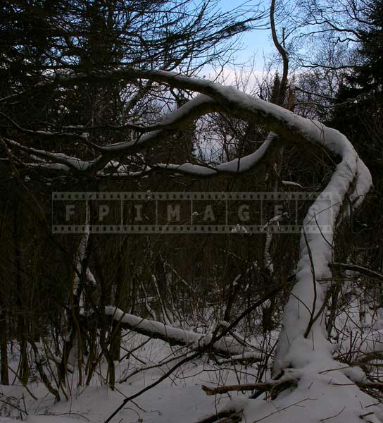 Curved trunk of an old apple tree in the winter forest